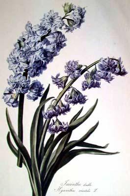 Cornelis van Spaendonck Prints Hyacinth oil painting image
